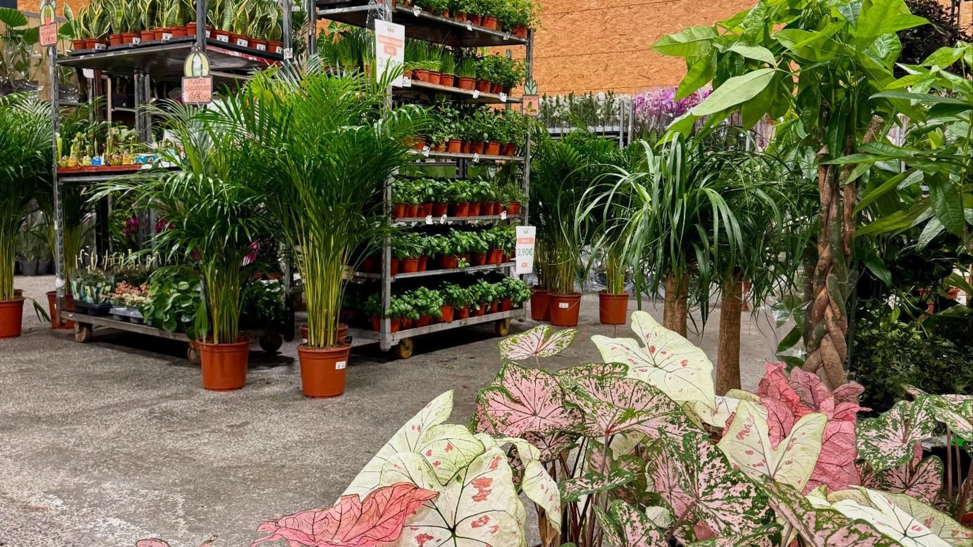 Vente de plante &agrave; Dijon &agrave; partir de 1&euro;
