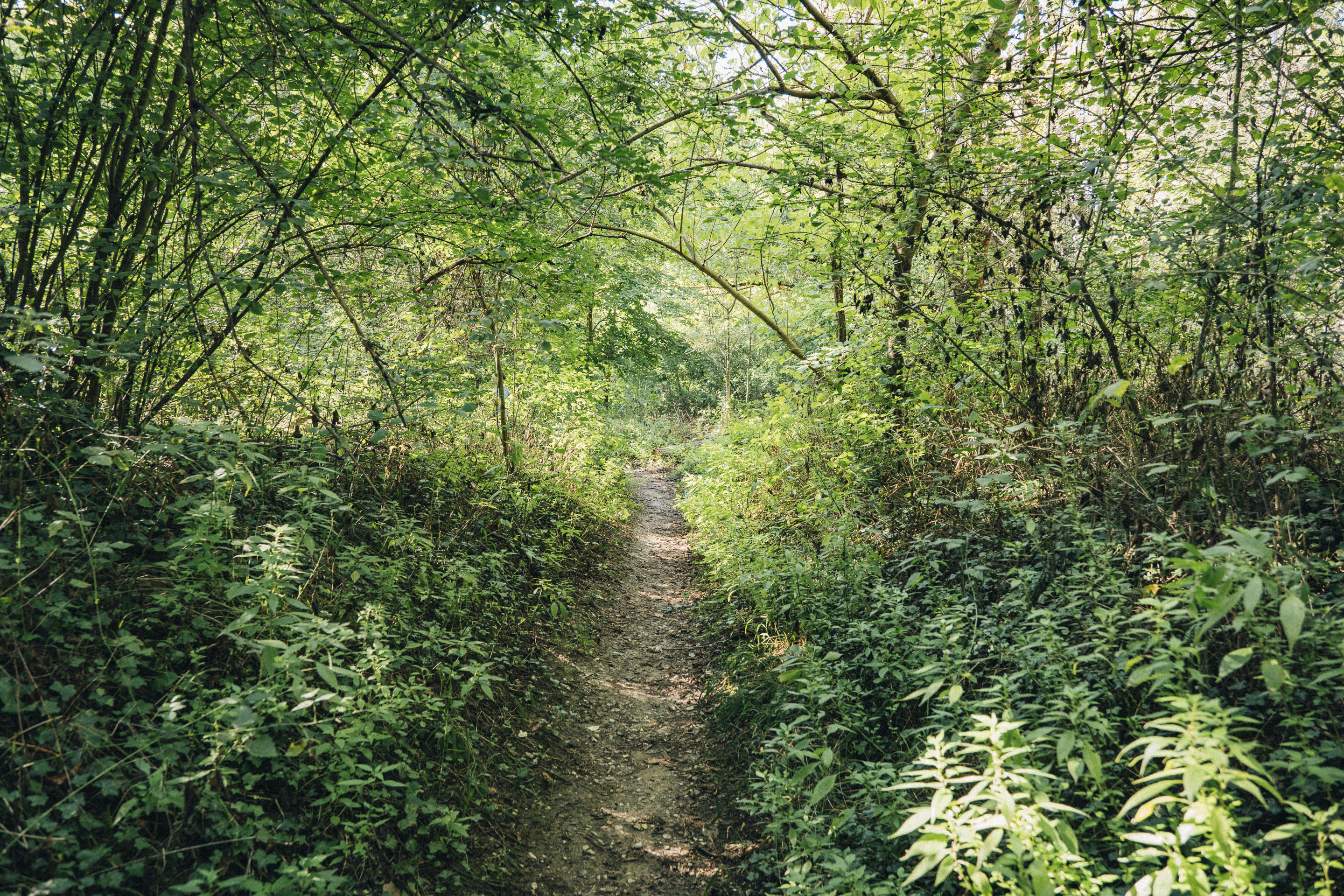 a-1h-lyon-ile-platiere-sauvage-paradis-foret-jungle