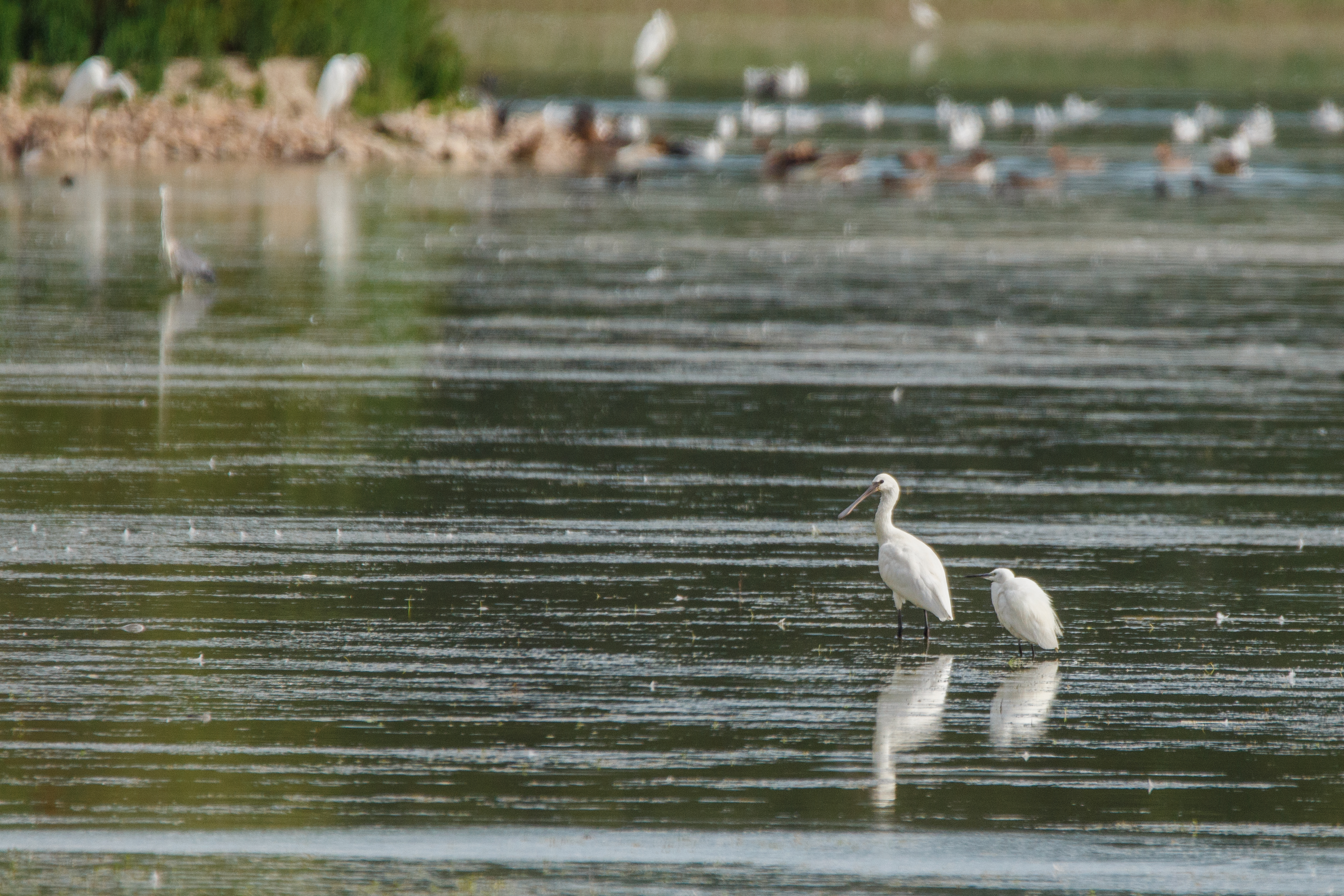 Etang du Grand Birieux dombes