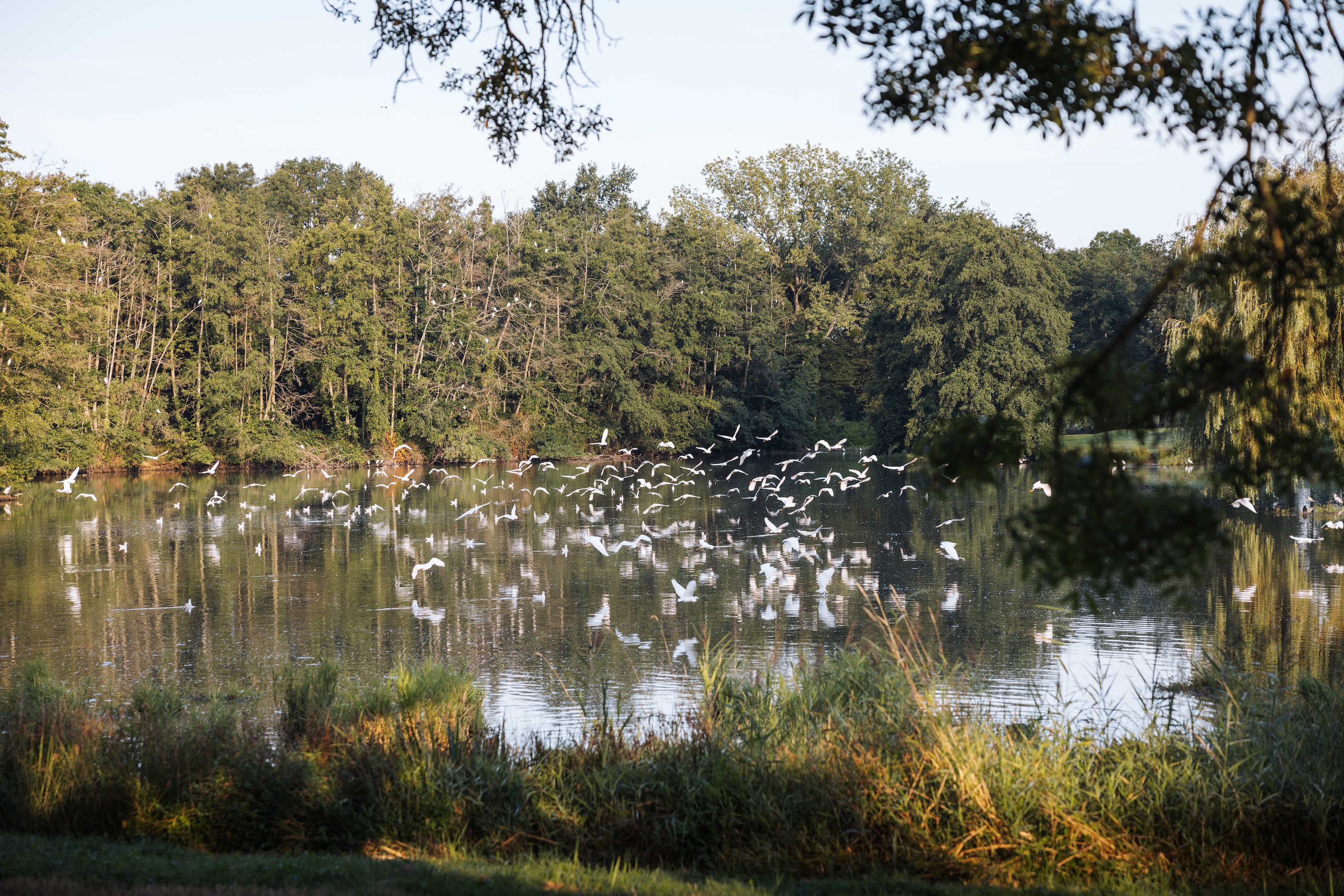 Etang du Grand Birieux dombes