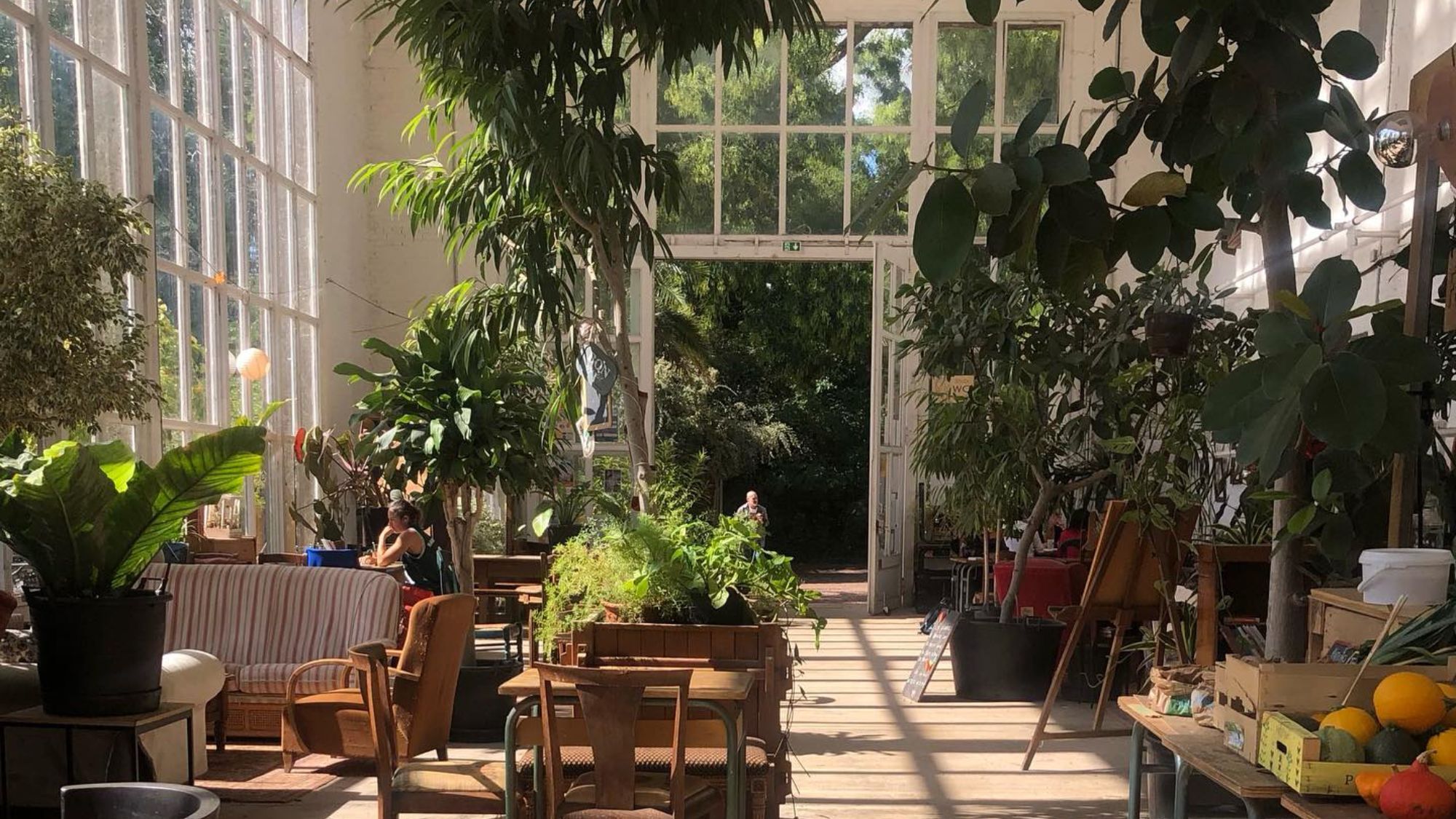 Ce café-resto caché au milieu du Jardin des Plantes vient de rouvrir à Lille plantes-feneres-chaises