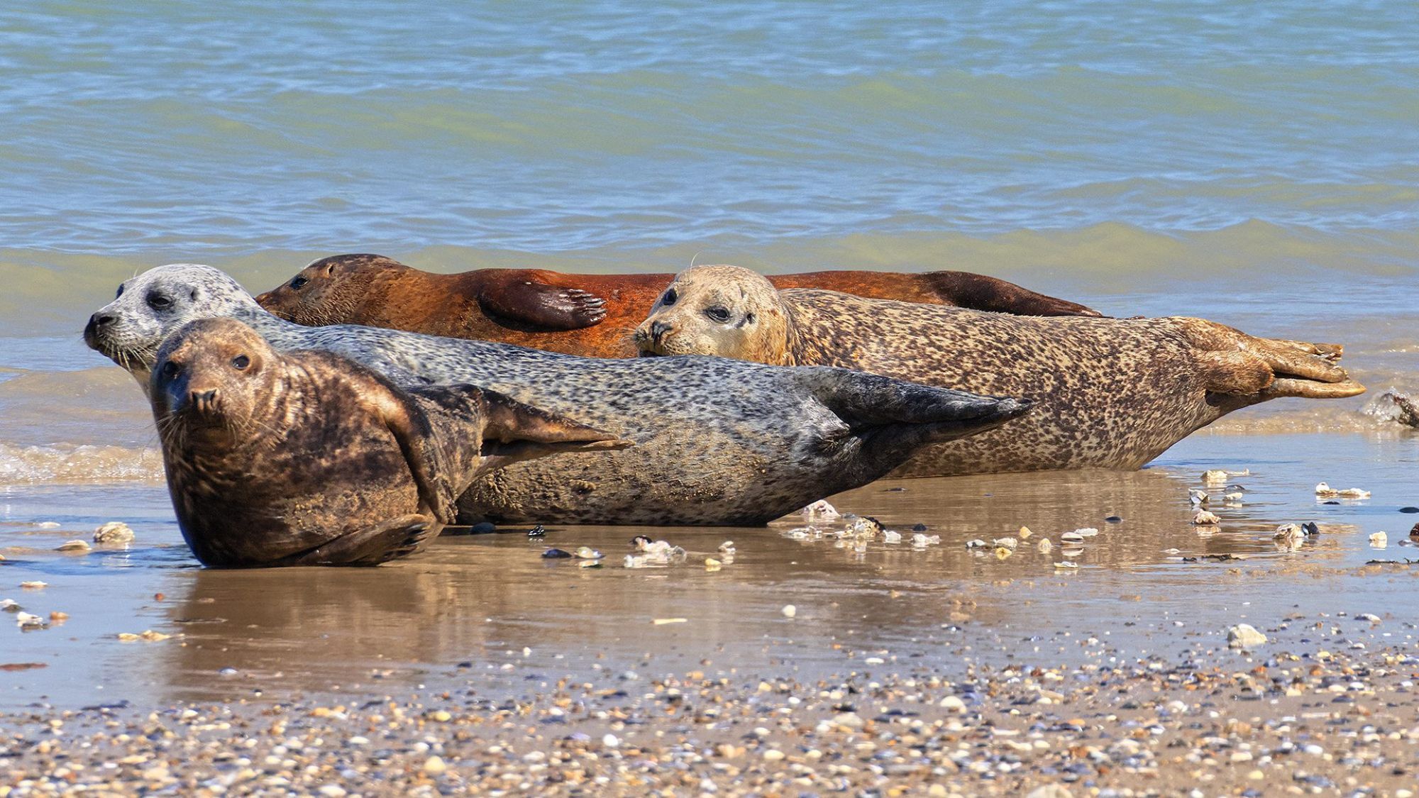 À 1h45 de Lille, ce spot nature permet d’observer des phoques en liberté phoques-mer-galets