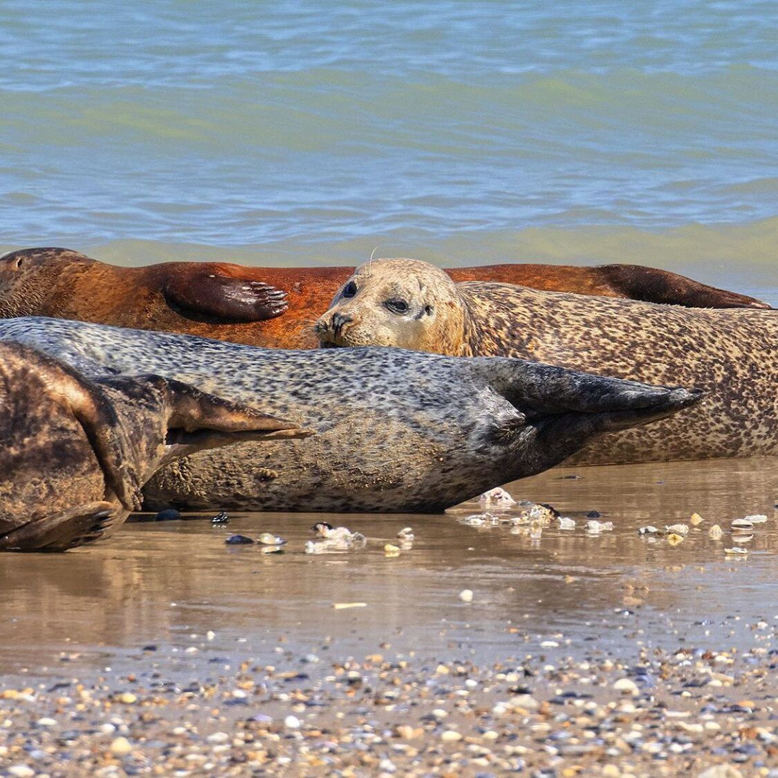 phoques-mer-galets