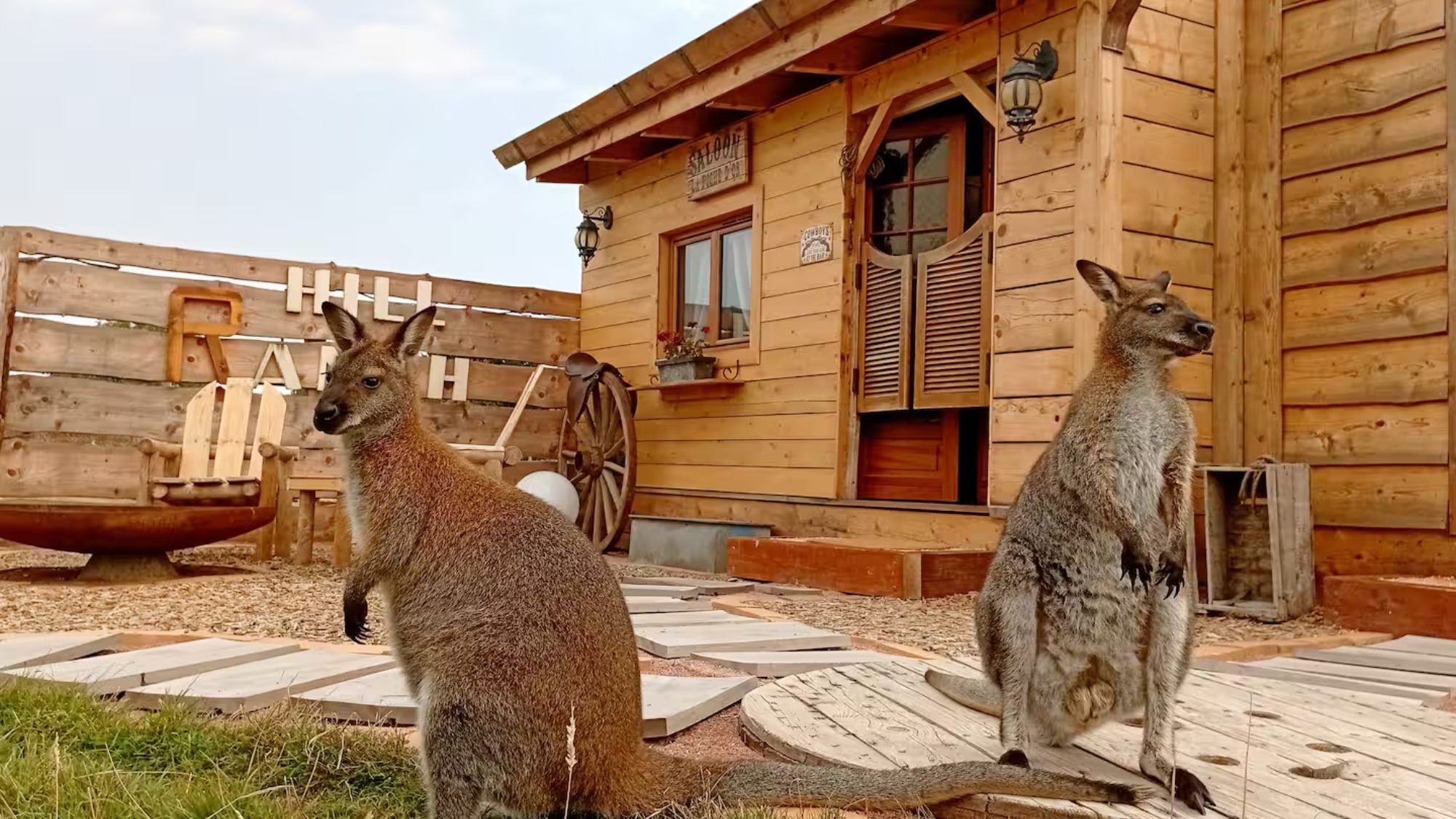 ranch-insolite-wallaby