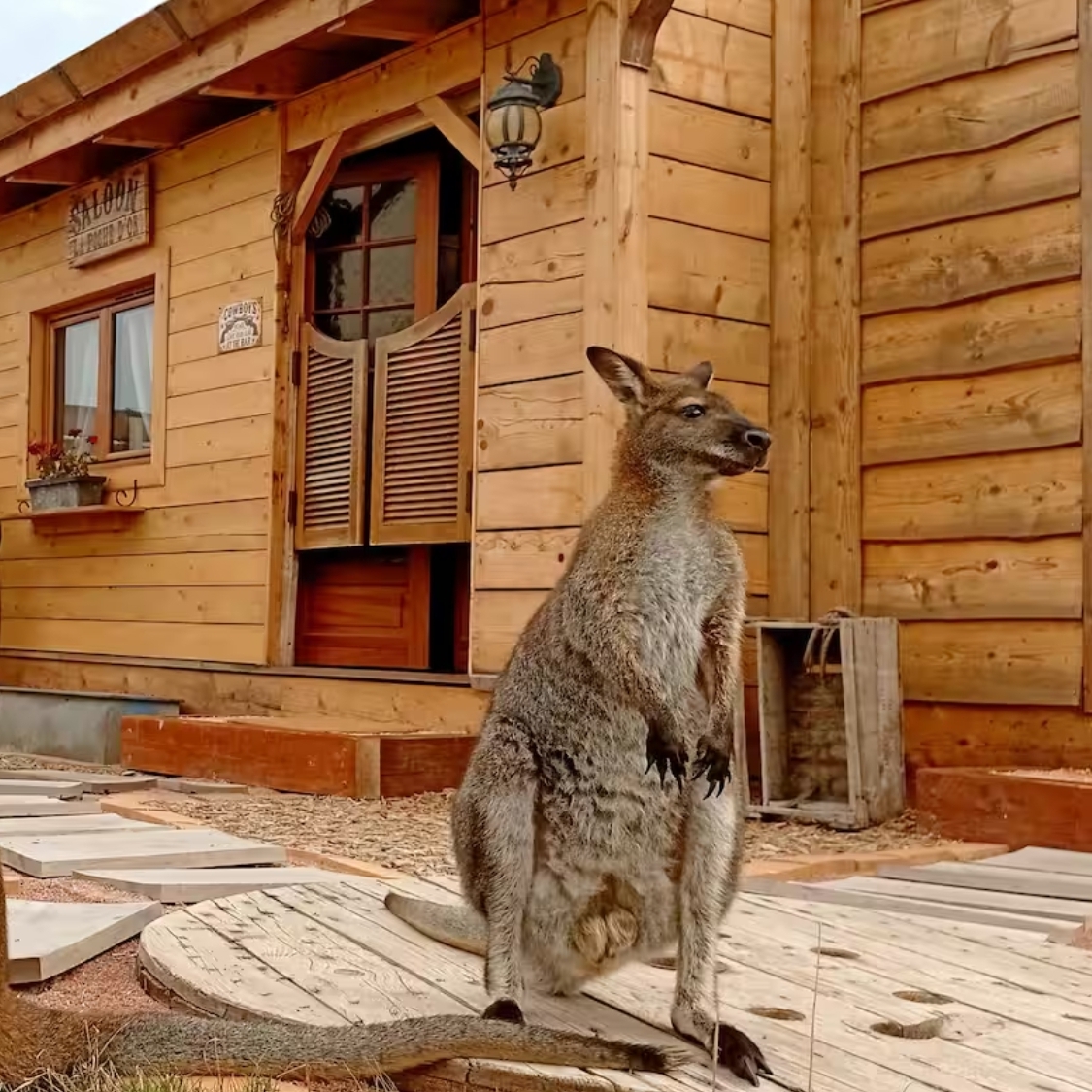 ranch-insolite-wallaby