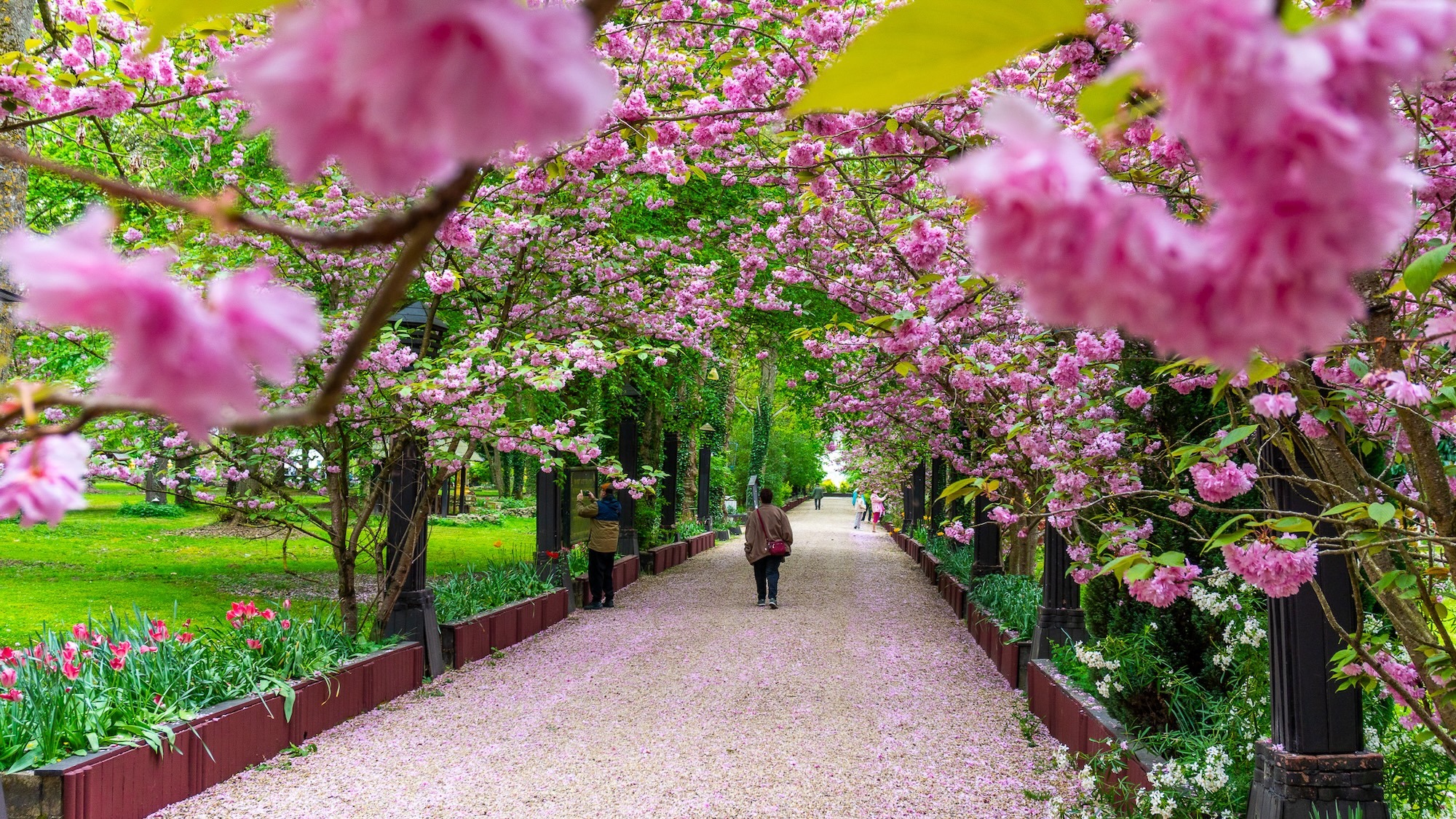 jagoda-bartus-le-bonbon