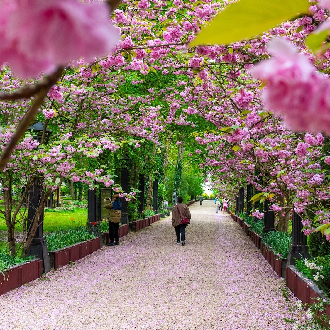 jagoda-bartus-le-bonbon