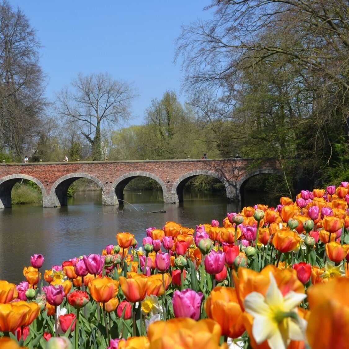 tulipes-chateau-lac-arbres