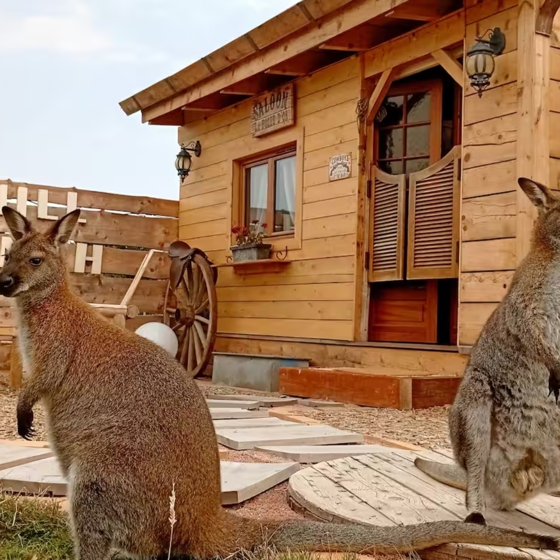 ranch-insolite-wallaby-2-2000