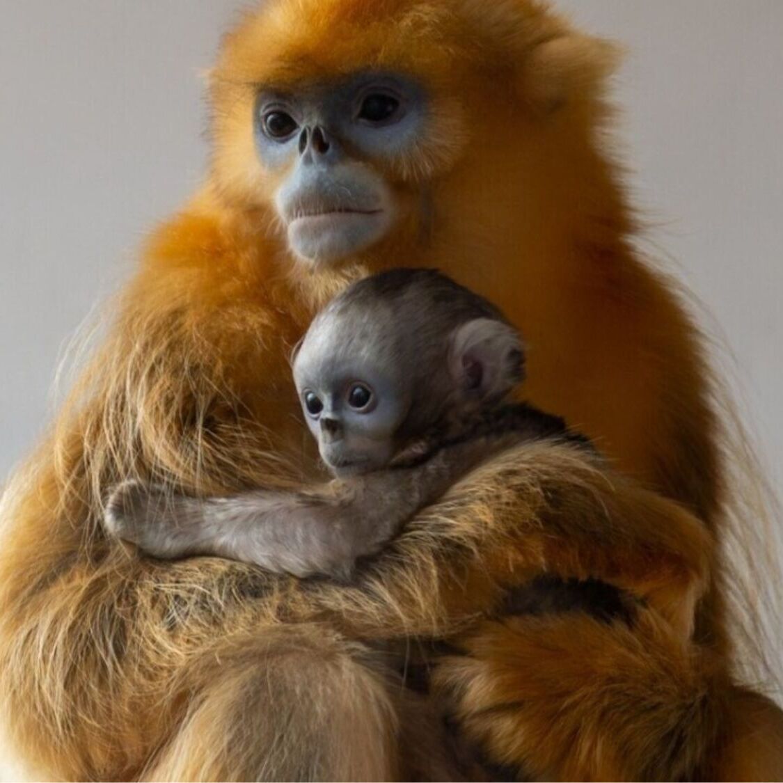 singe-dore-bebe