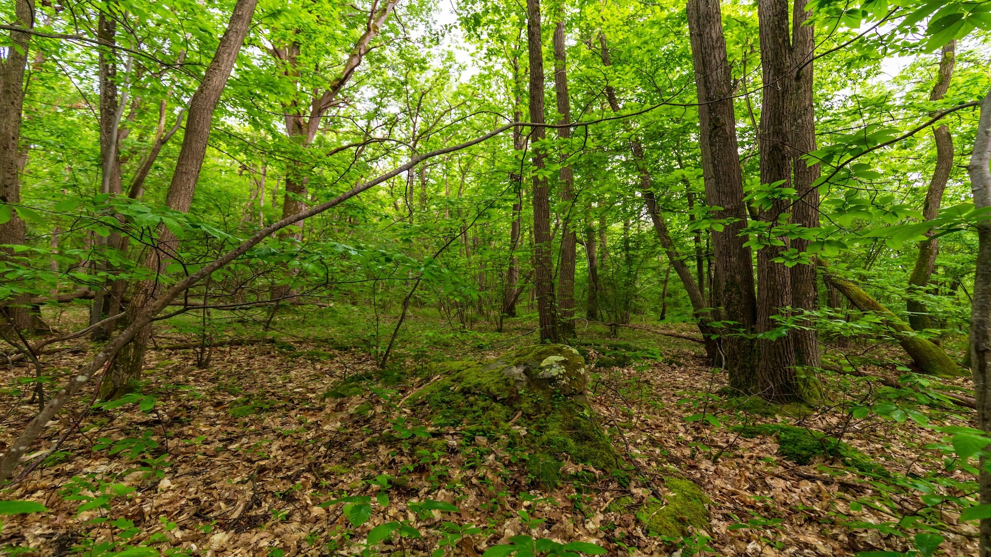 shutterstock-2497399271