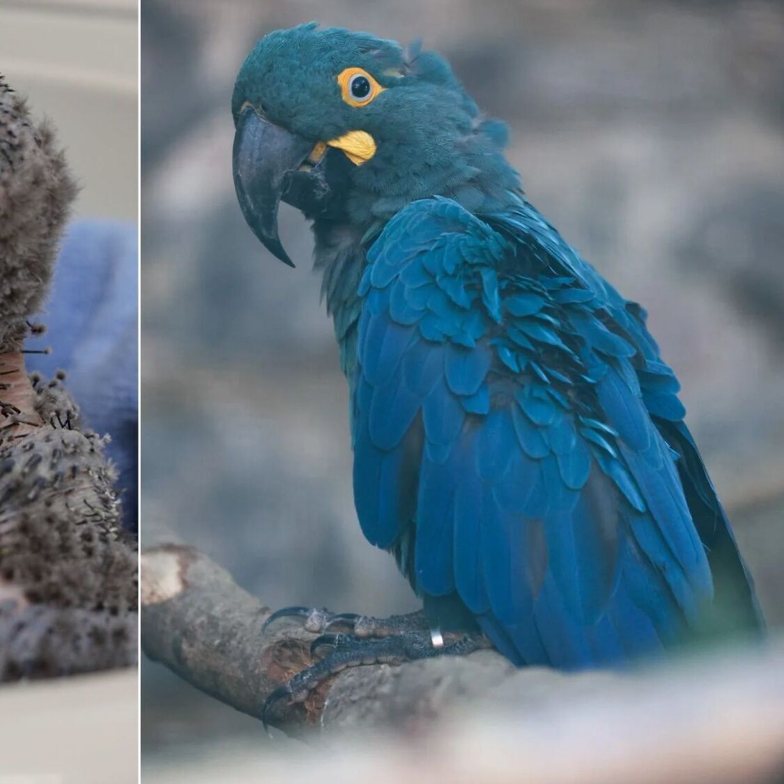 À 1h30 de Lille, Pairi Daiza réalise une première mondiale avec la naissance de deux oiseaux rarissimes aras-bleu-oisillons