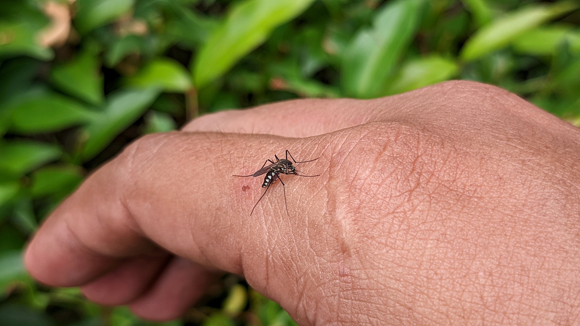moustiques-bordeaux-chikungunya