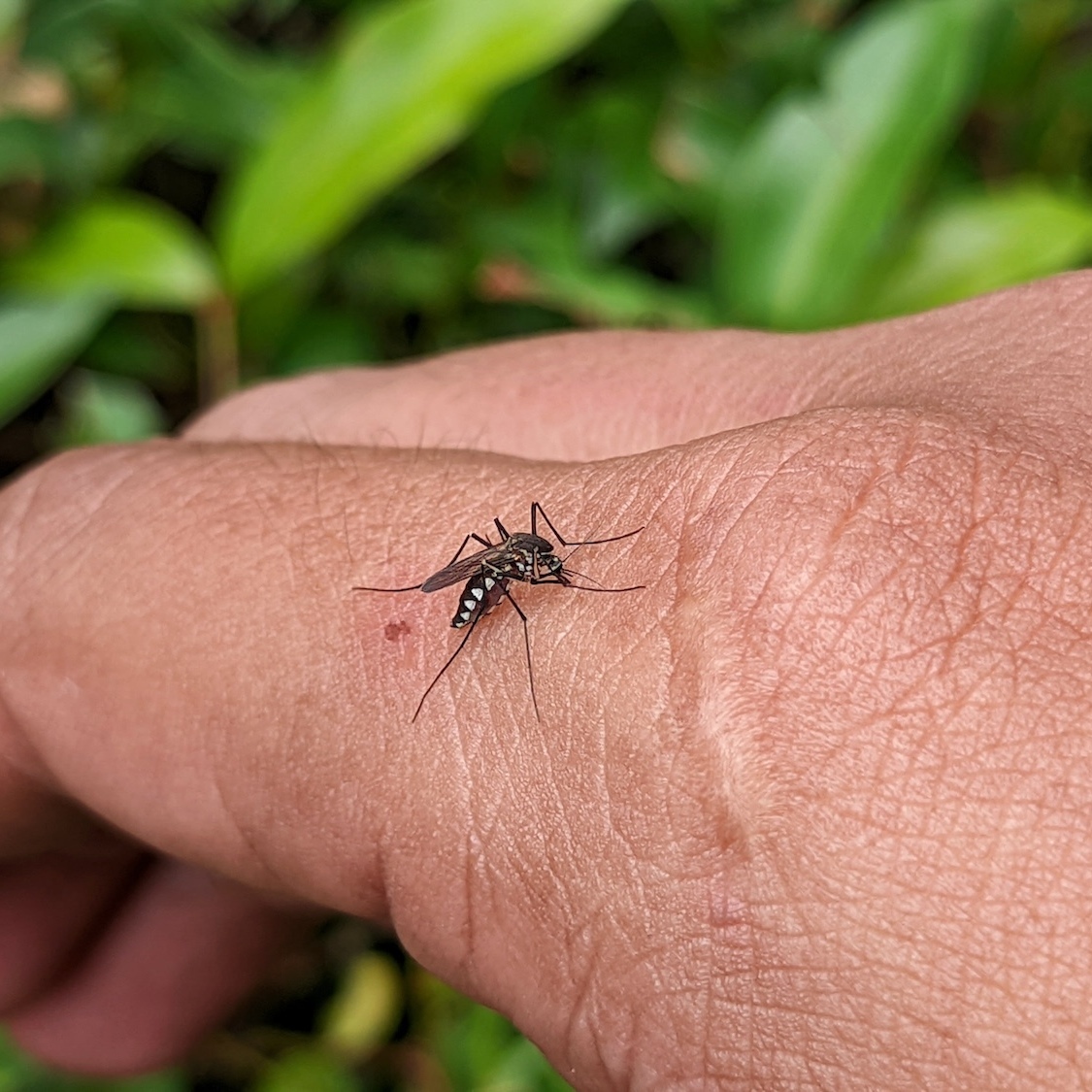 moustiques-bordeaux-chikungunya
