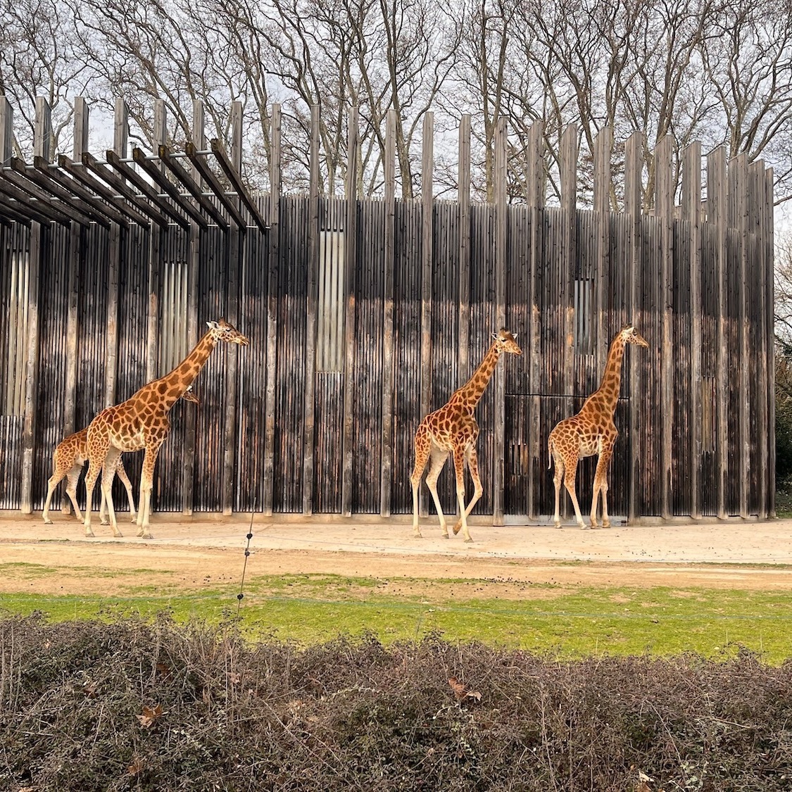 candidate-mairie-lyon-fermeture-zoo-parc