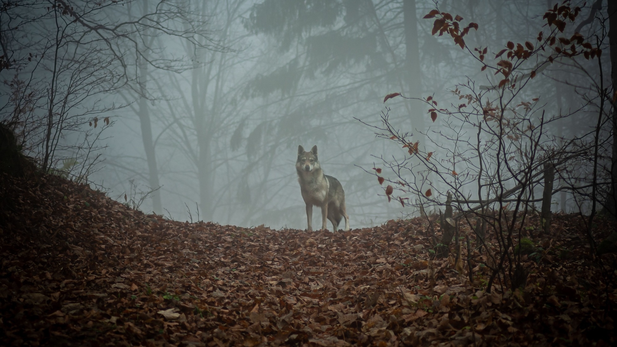 loup-sathonay-village-pres-lyon