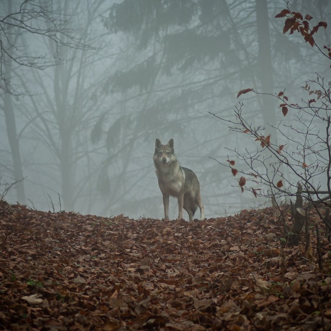 loup-sathonay-village-pres-lyon