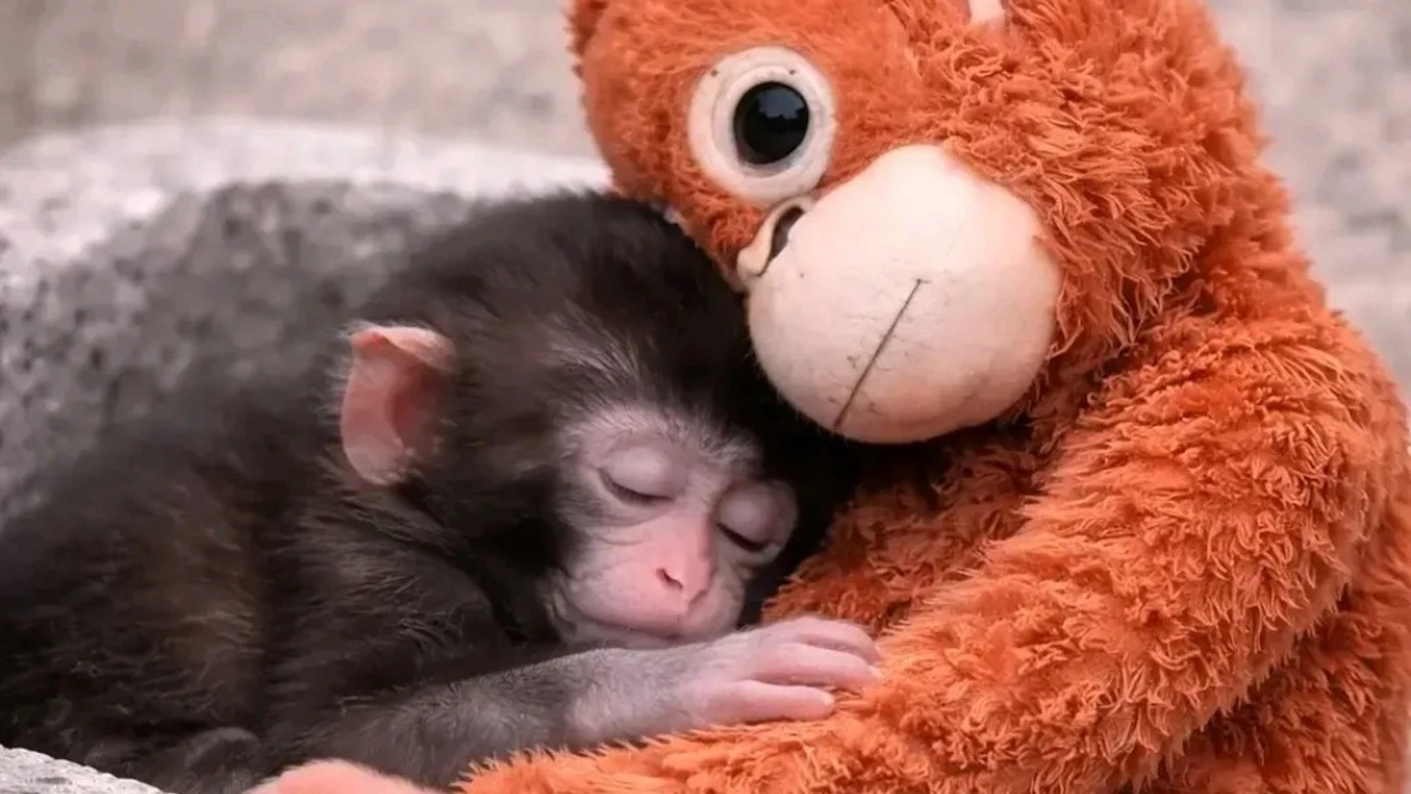 punch-singe-peluche-zoo-japon