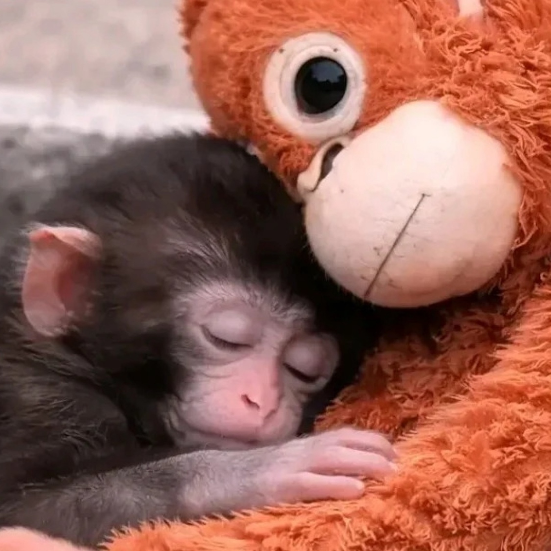 punch-singe-peluche-zoo-japon