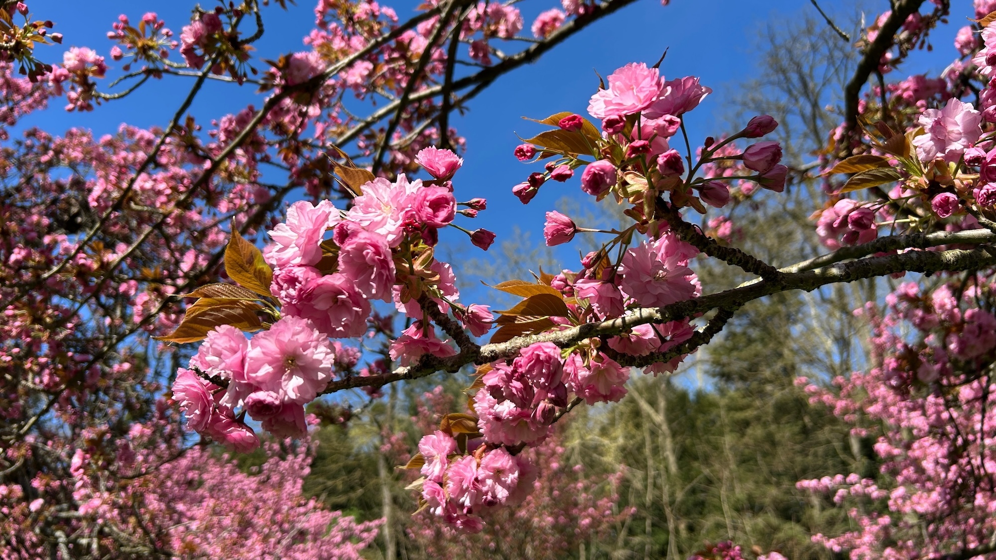 hanami-sceaux-victoriashd-shutterstock