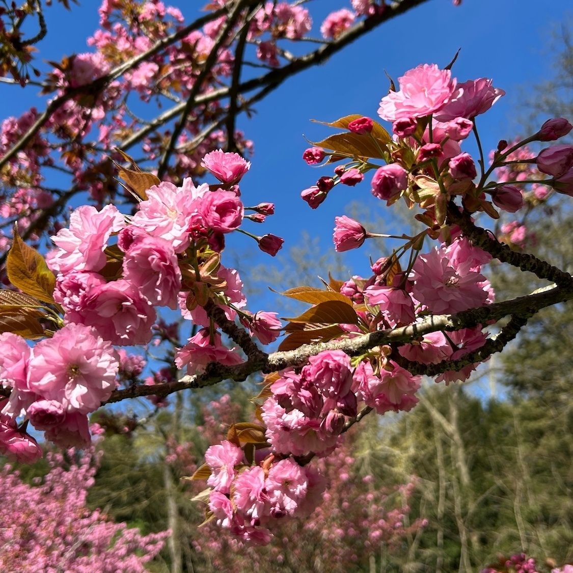 hanami-sceaux-victoriashd-shutterstock
