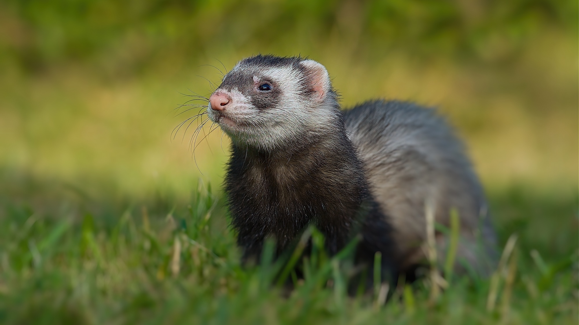lyon-furets-chasser-rats-carton