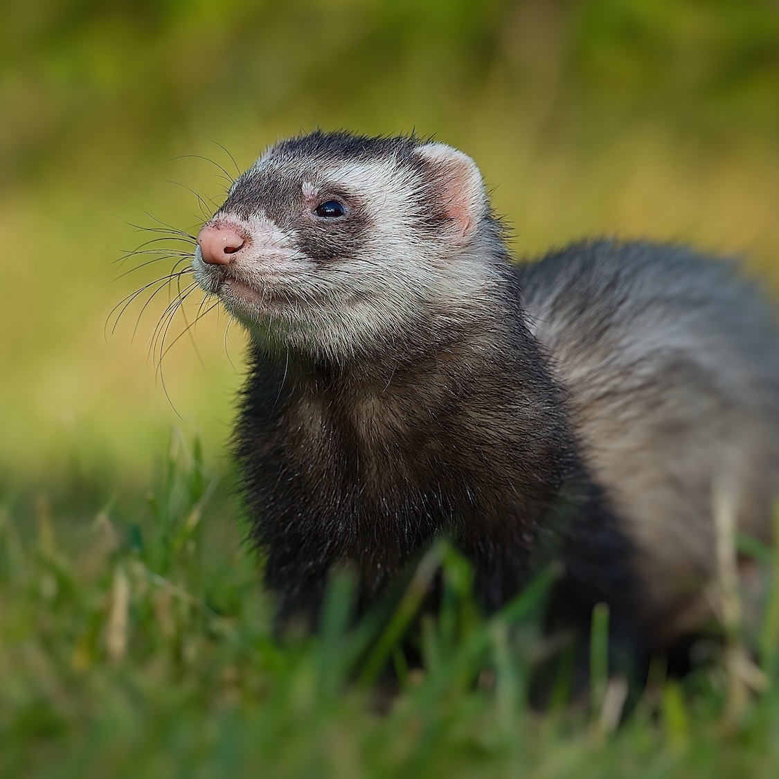 lyon-furets-chasser-rats-carton