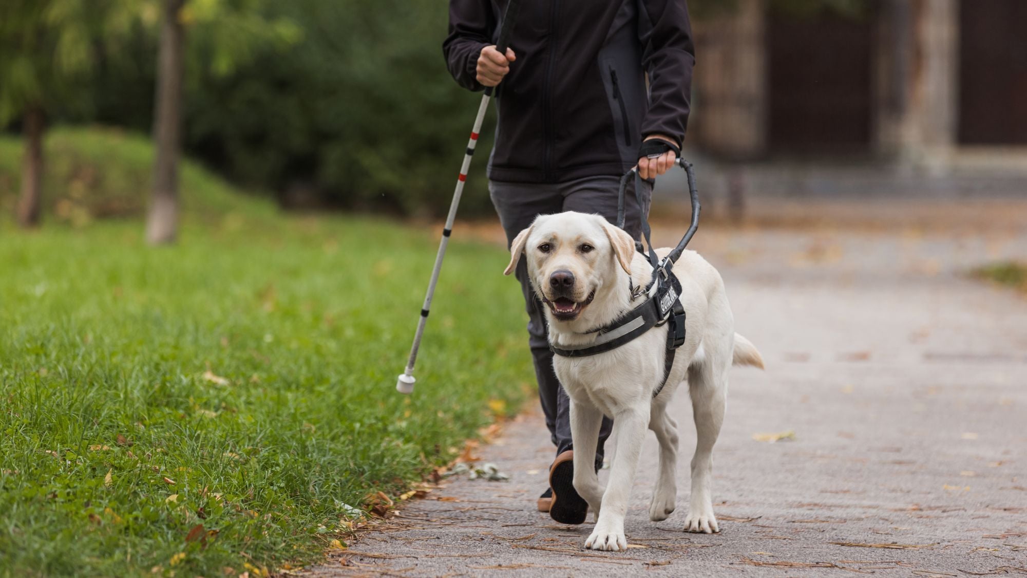 chien-guide-montpellier