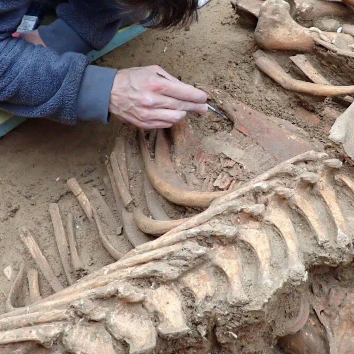 Skeletons and furniture dating back to ancient times discovered under a cemetery in Lyon squelettes-mobilier-antiquite-cimetiere-lyon