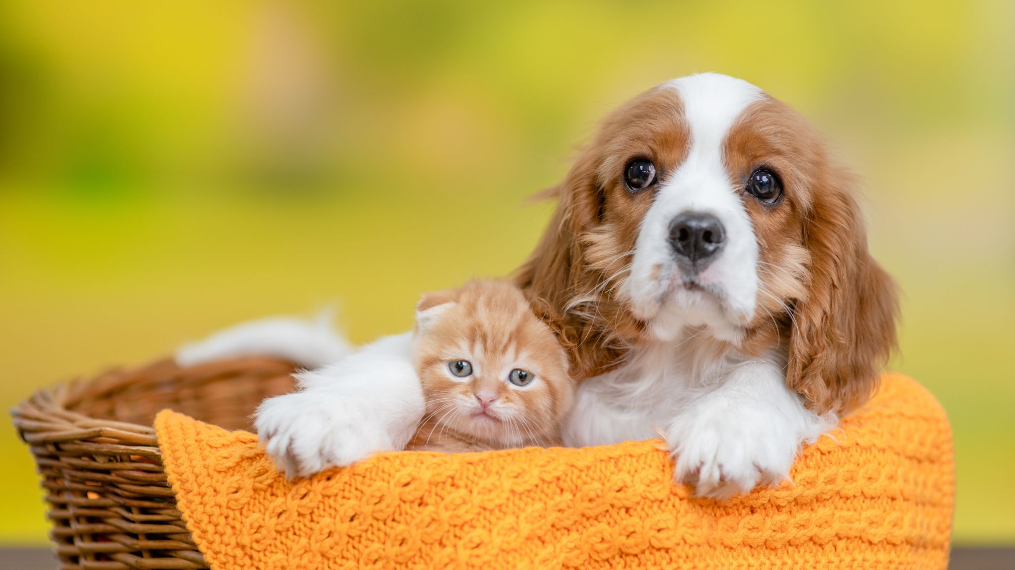 salon-chiot-chaton-toulouse-2026