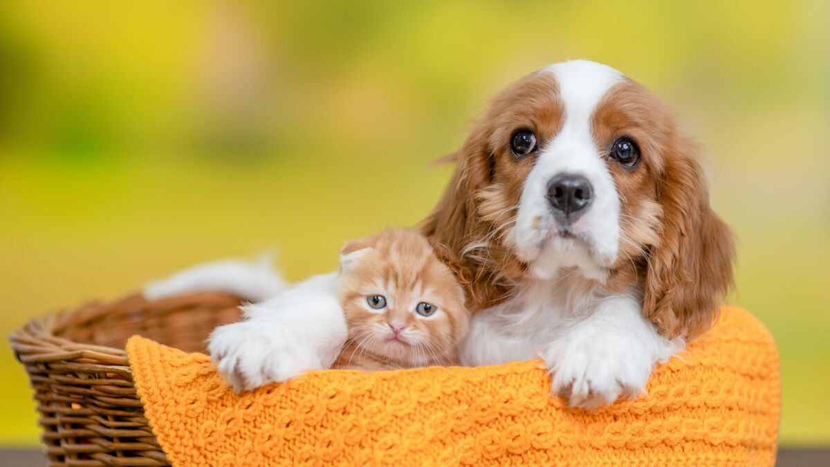 Sucette Apaisante Pour Chatons Et Chiots – Lot De 4 Tétines En Silicone En Forme De Papillon Avec Couvercle Anti-poussière