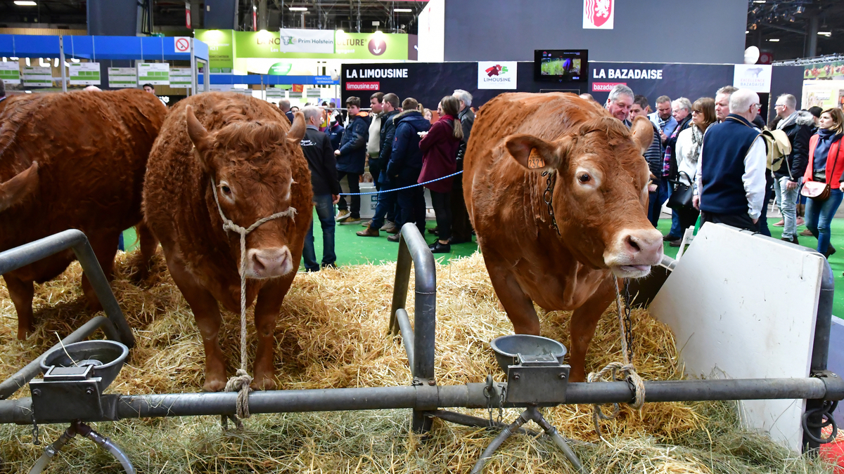 shutterstock-1427471933-2-1200