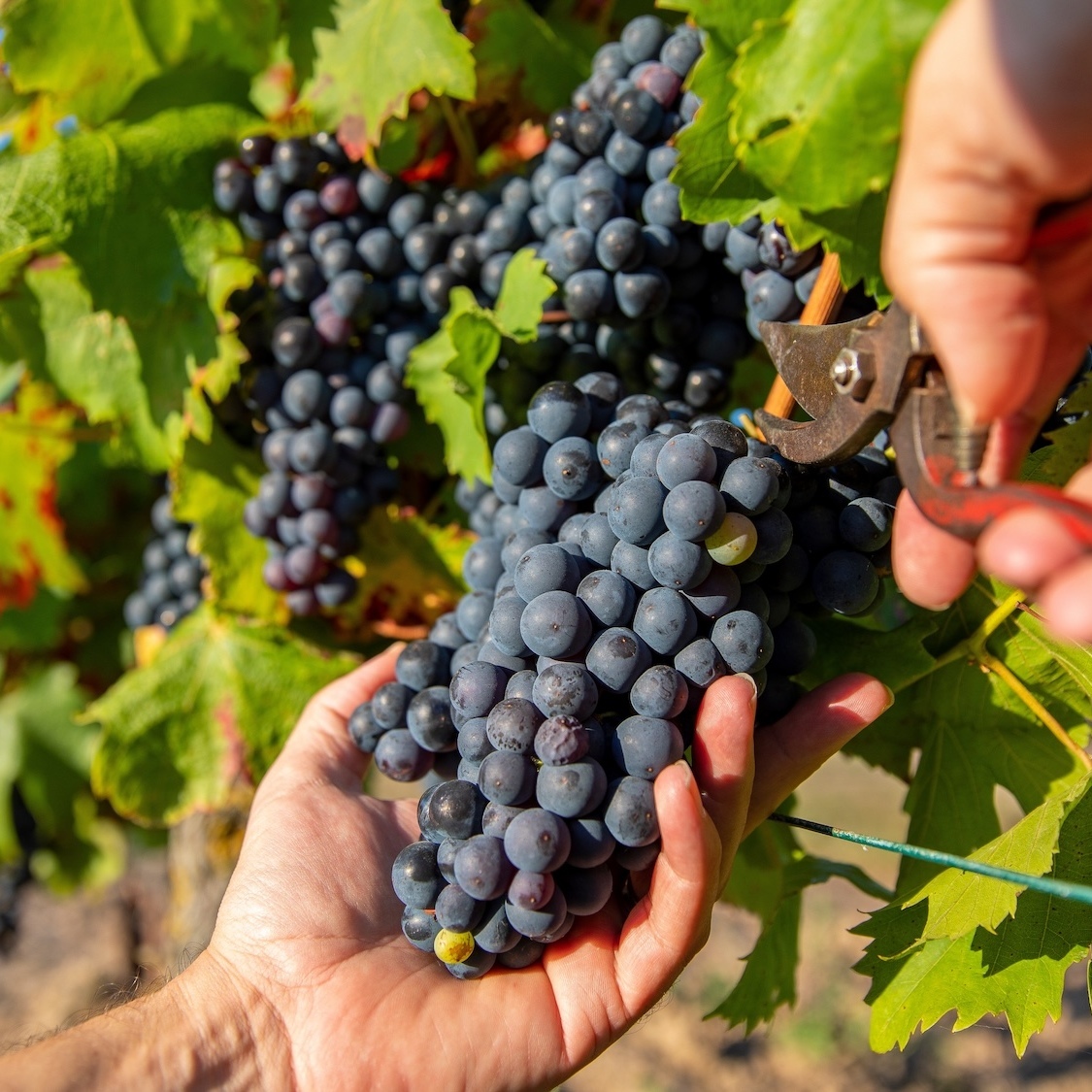 One of the best wines in the world has just been chosen near Lyon, and the bottle costs €15! meilleurs-vins-monde-gamay-lyon