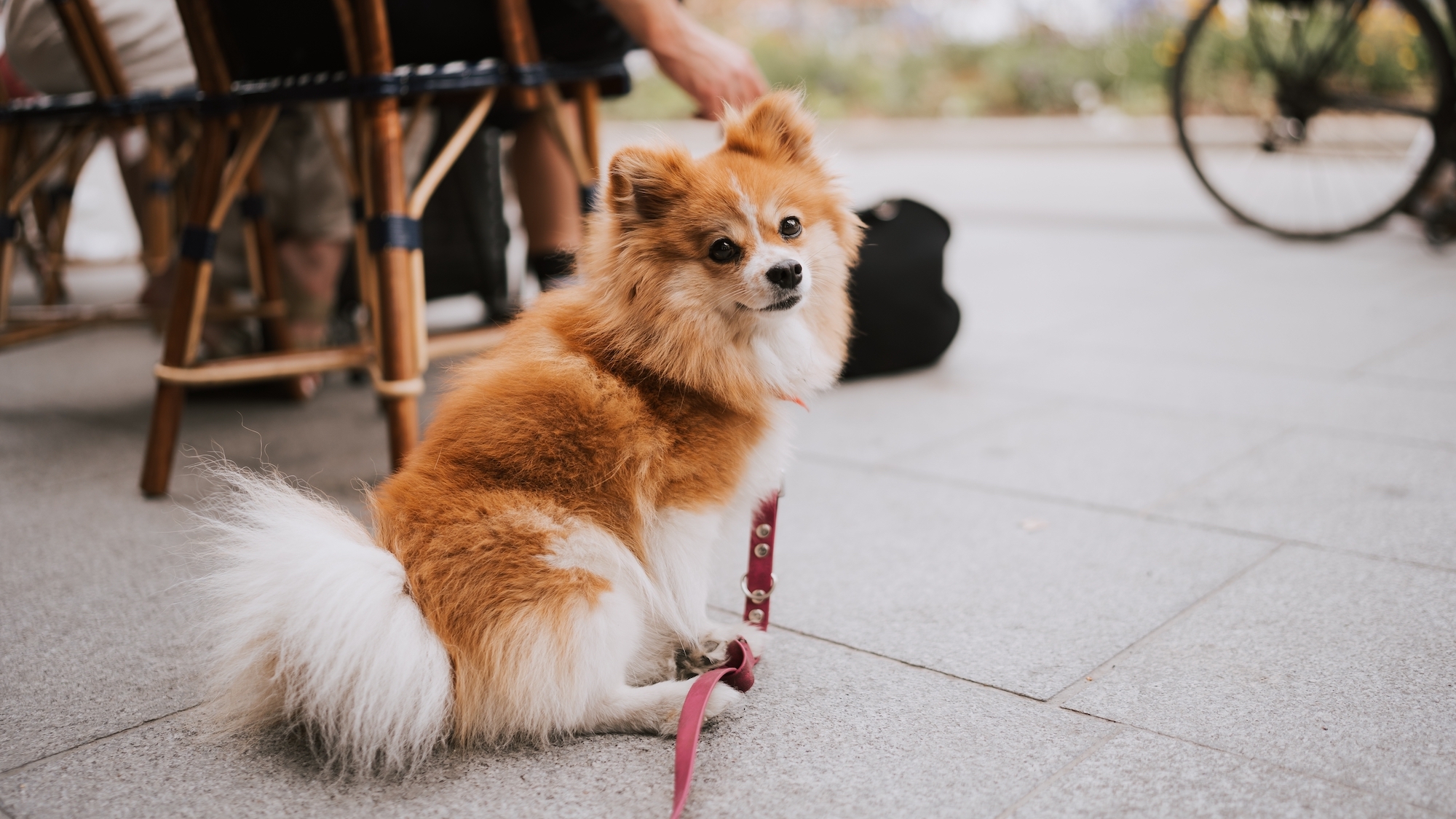 shutterstock-2505160709