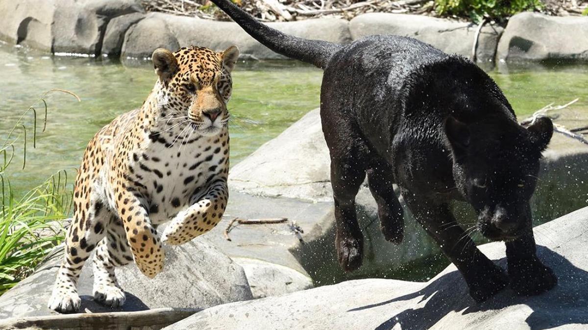 parrot-world-emma-ti-punch-jaguars-jean-paul-geri-