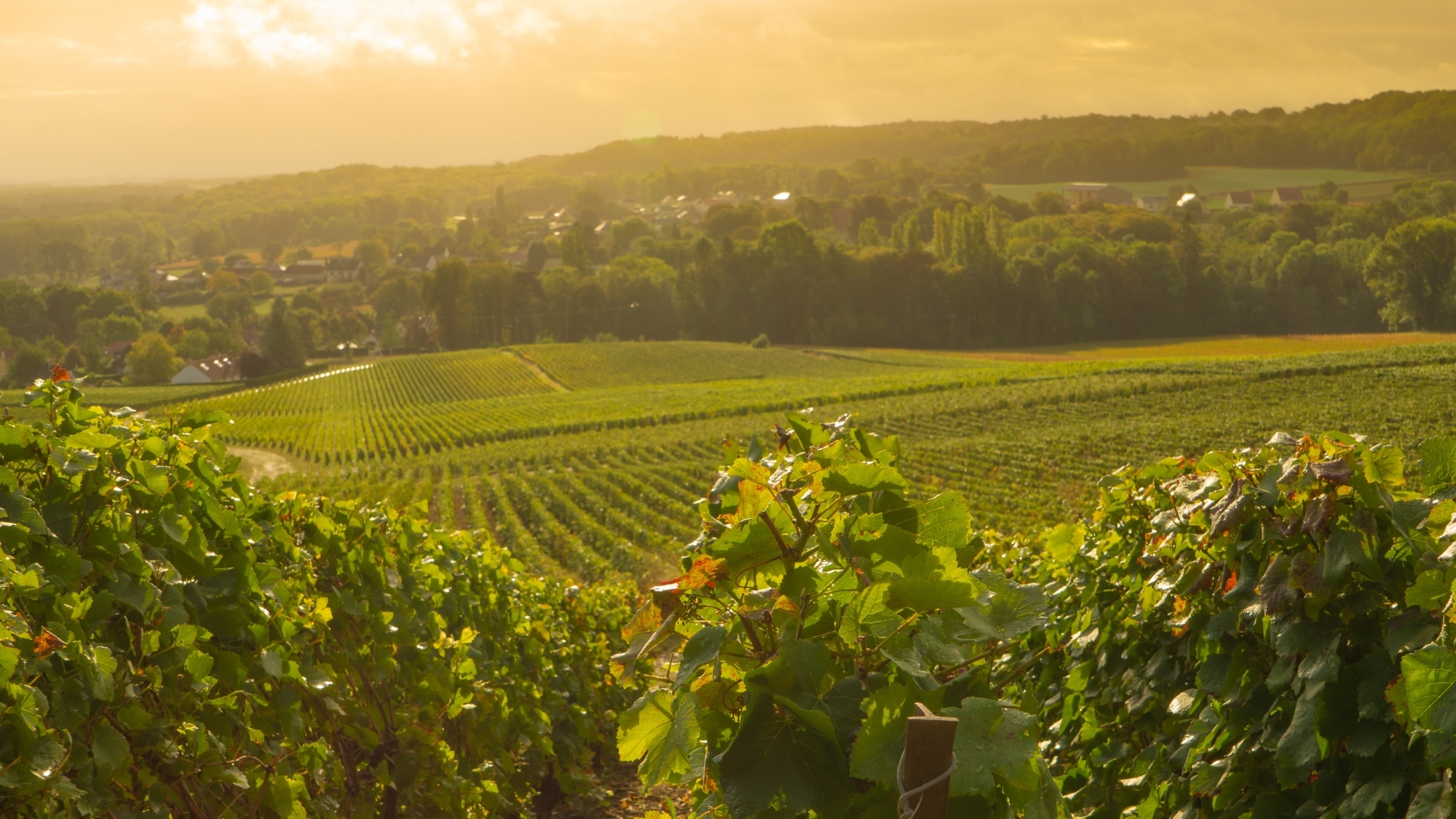 reims-degustation-champagne-insolite