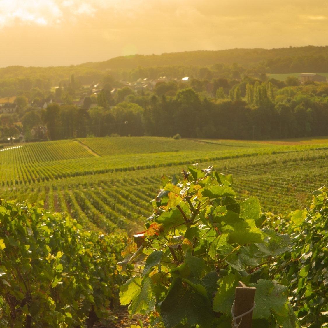 reims-degustation-champagne-insolite