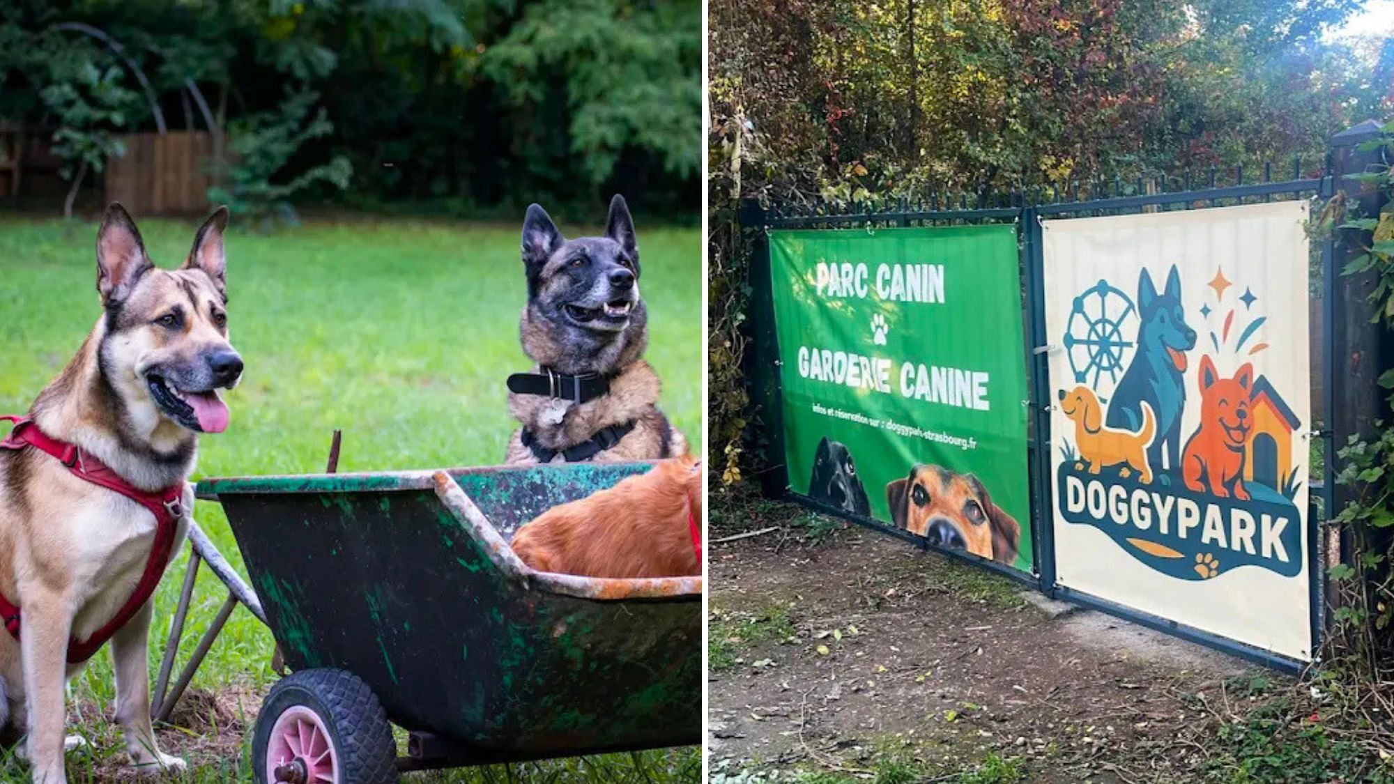 parc-attractions-chiens-doggy-park-strasbourg
