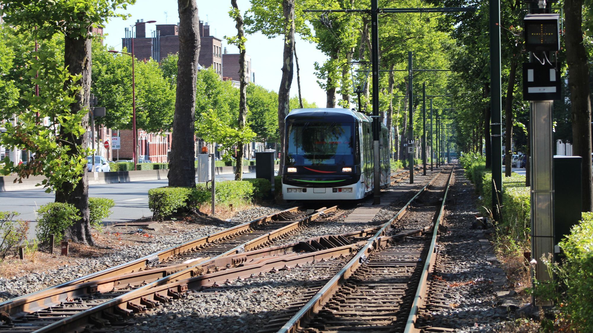 tram-rails-arbres
