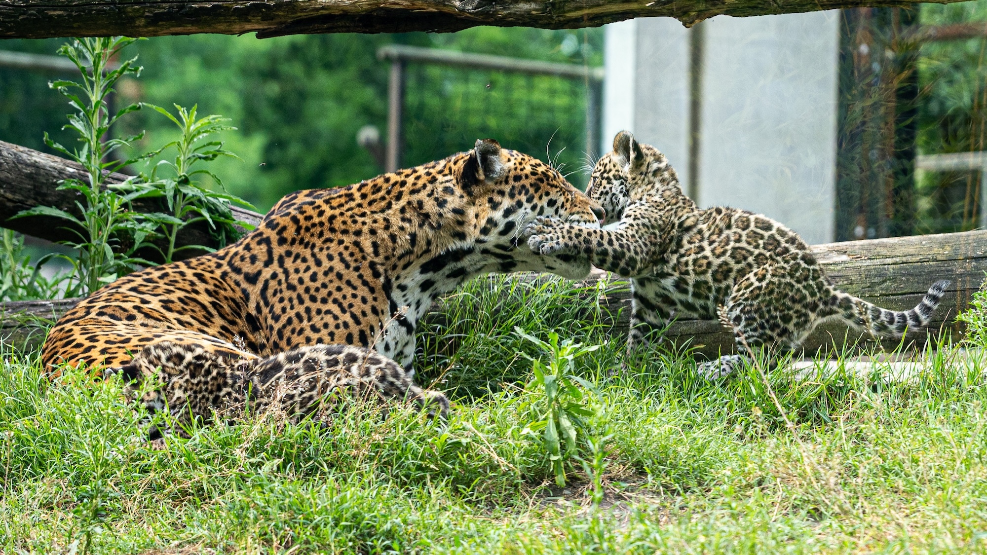 jaguar-zoo-bordeaux