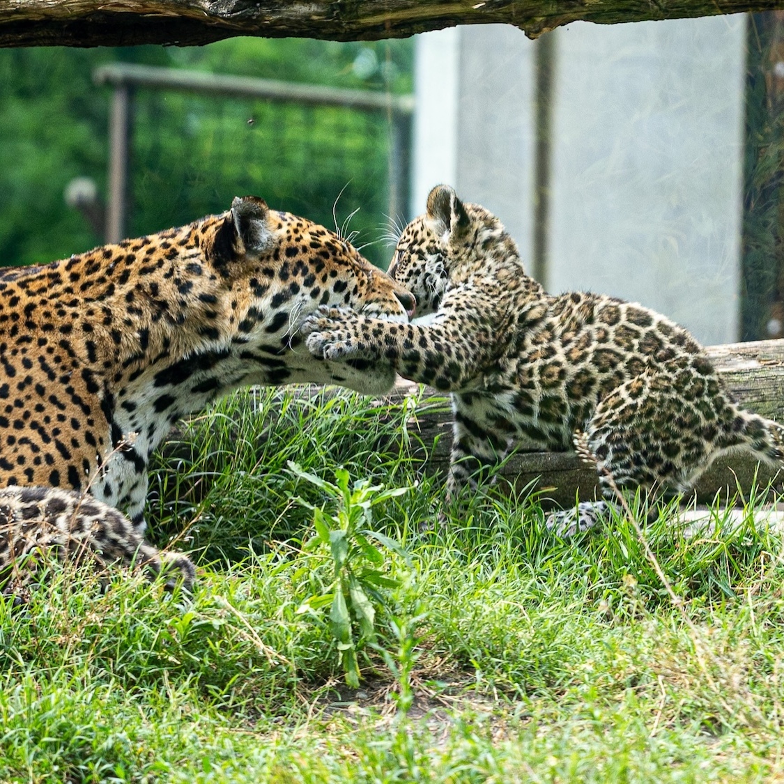 jaguar-zoo-bordeaux
