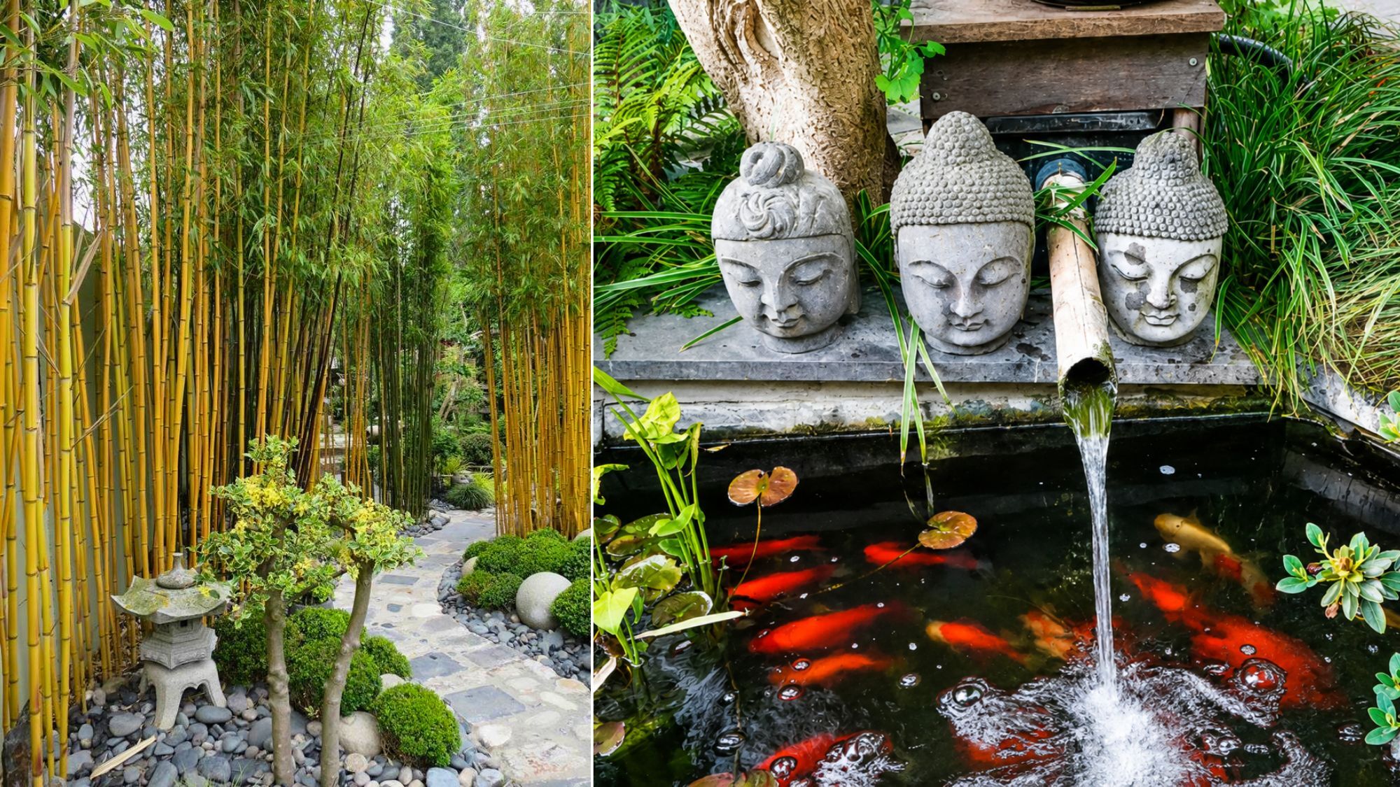 bambous-carpes-koi-bouddha