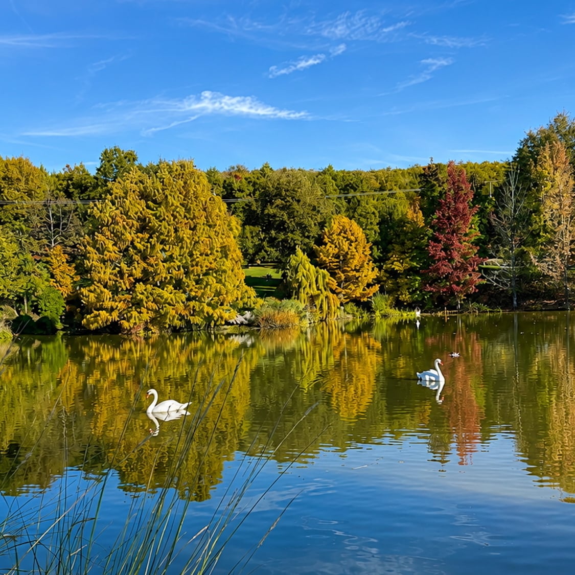 À 40 km de Lyon, ce jardin anglais méconnu de 5,5 hectares est l'un des plus beaux de France 40-km-lyon-jardin-anglais-meconnu-plus-beaux-franc