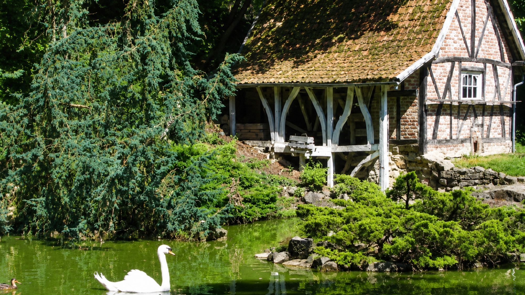 maison-cygne-etang-arbres