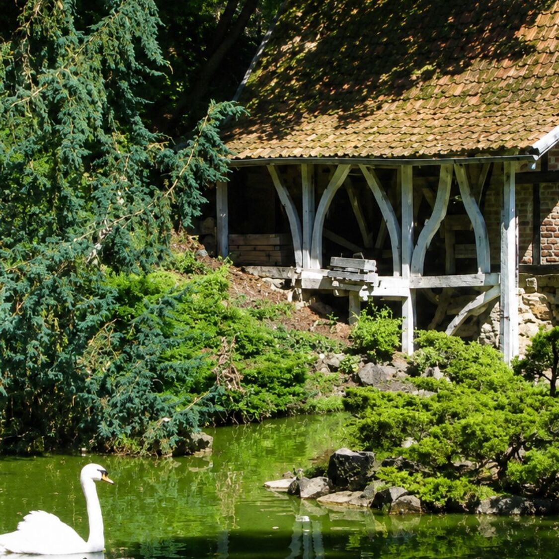 maison-cygne-etang-arbres