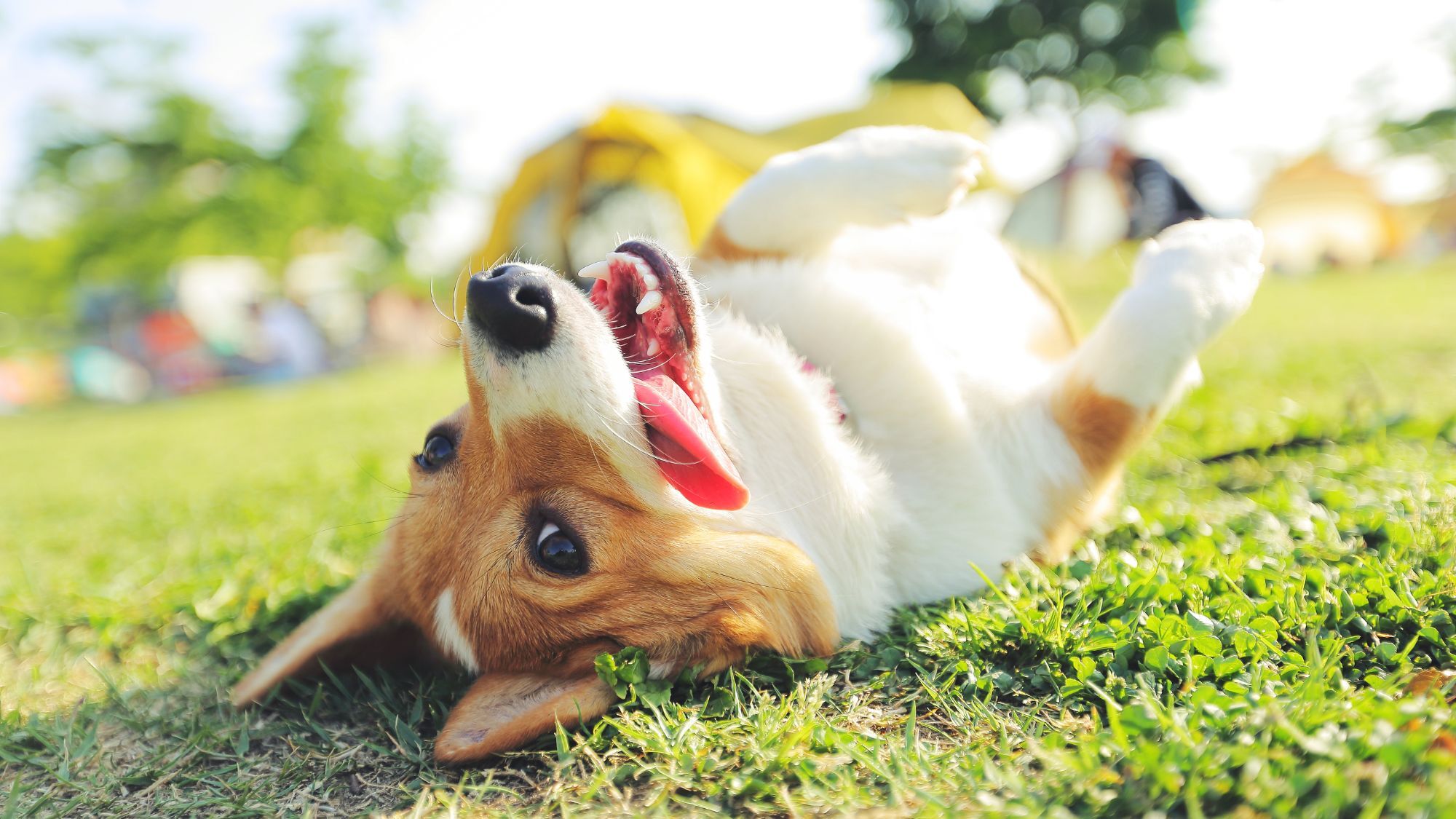 chien-langue-herbe