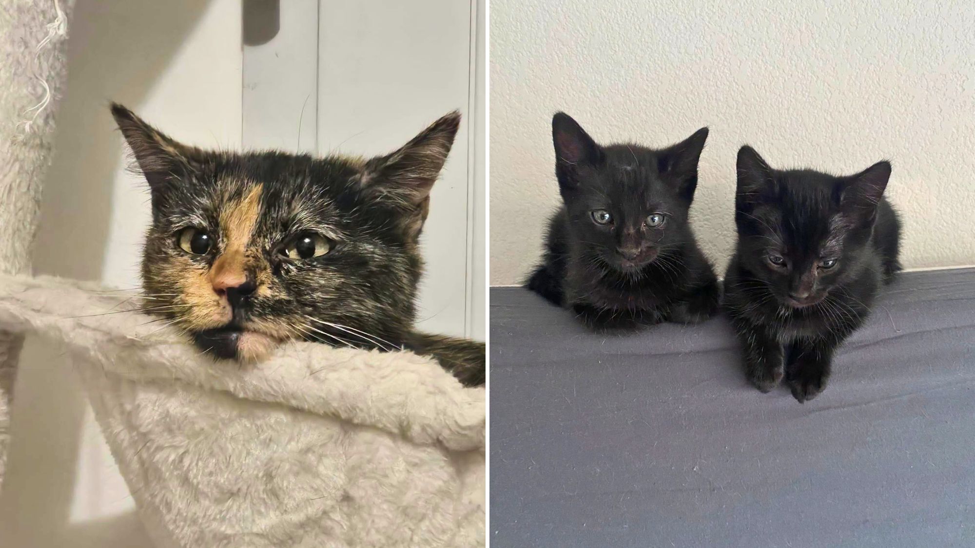 chats-toulouse-recherche-famille-accueil-urgence