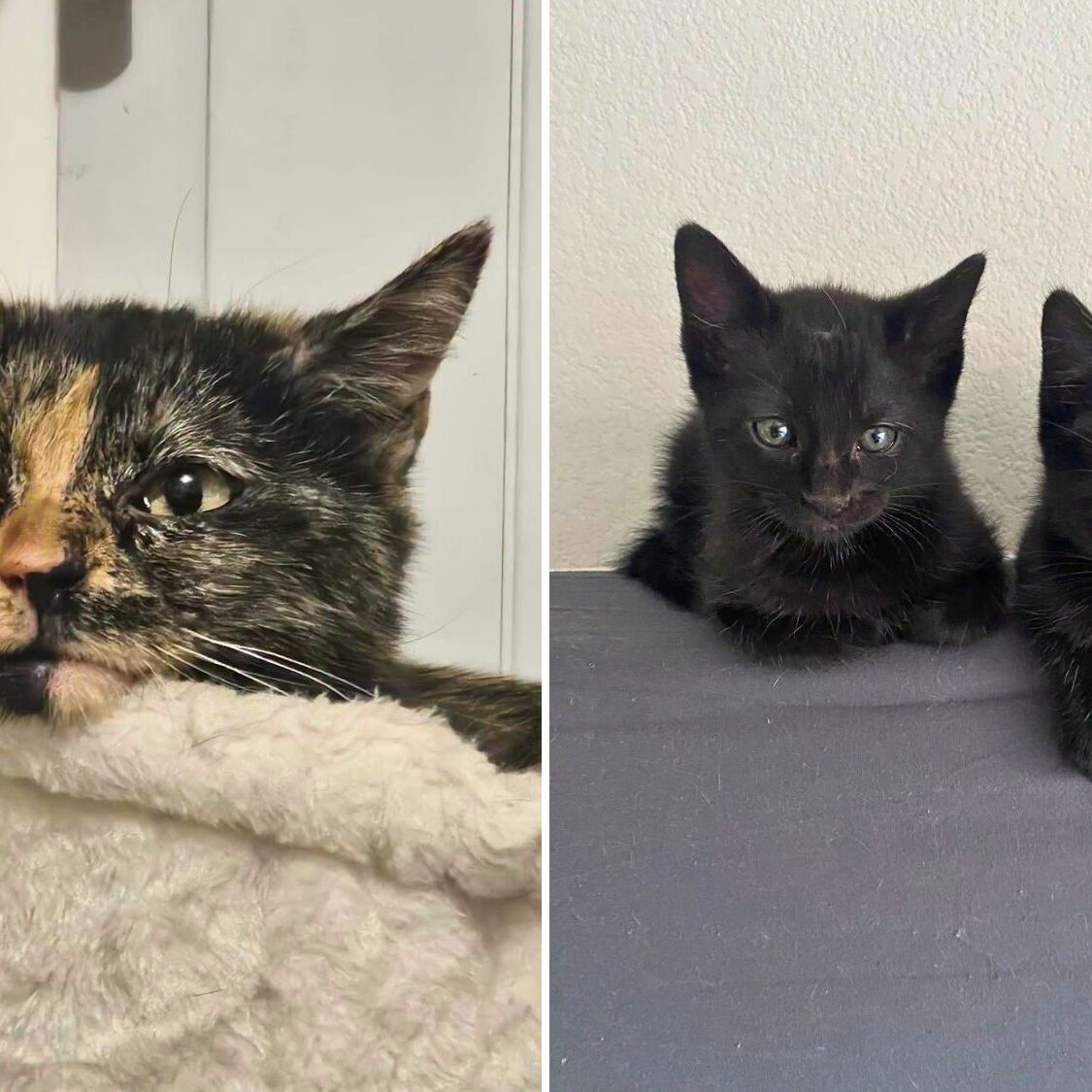 chats-toulouse-recherche-famille-accueil-urgence