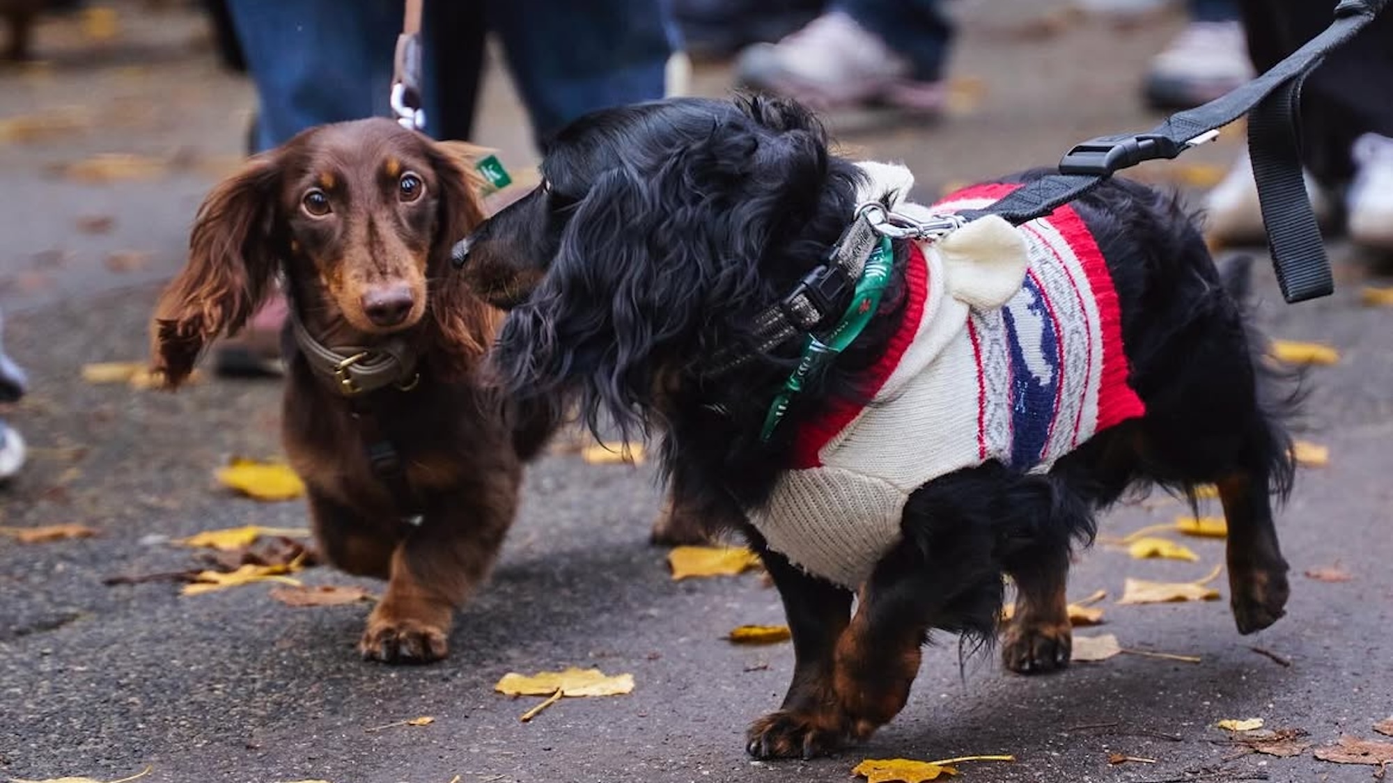 paris-sausage-walk