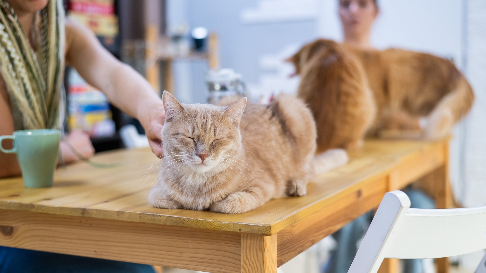 Bar à chat Paris : top des lieux pour les amoureux des chats shutterstock-2291024807